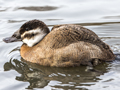 White-headed Duck